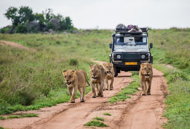 African Safari